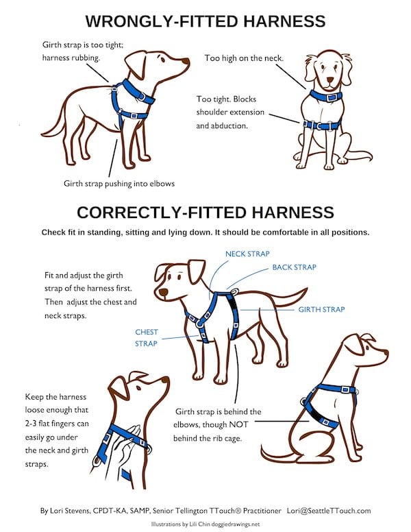 How to put a outlet harness on a chihuahua